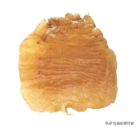 土鳘和赤嘴鳘的区别图片,鱼胶科普视频