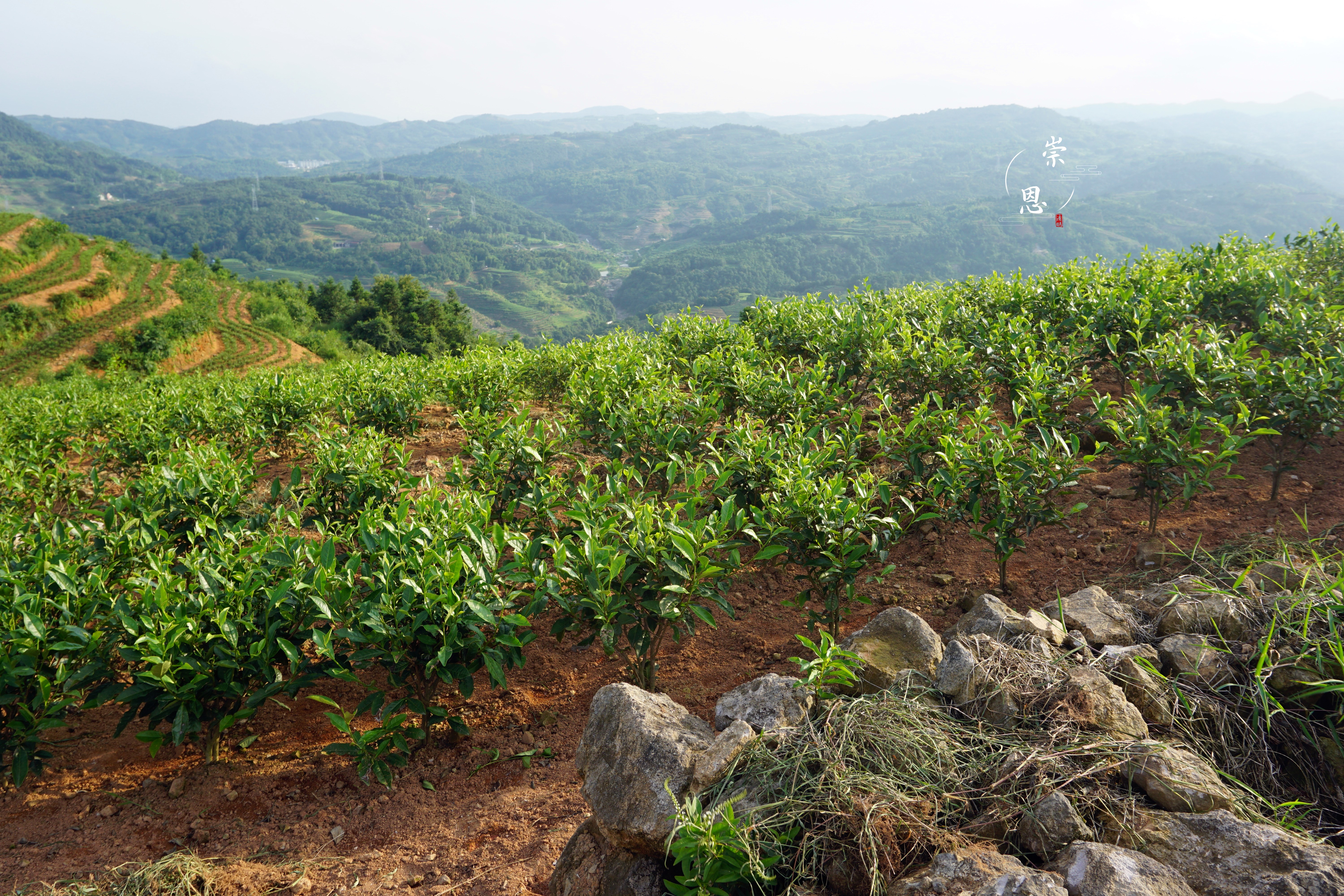 “云游”崇恩有机茶山：云巅之上，豁然开朗