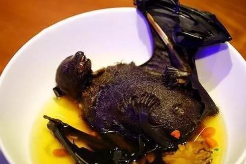 十大不能吃的野生蝙蝠,野生蝙蝠吃啥