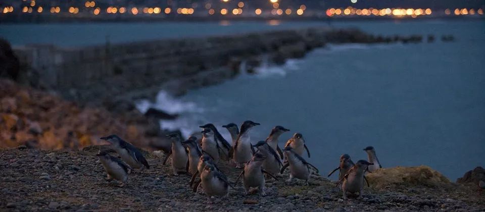 我带女朋友去新西兰，看几百万串会发光的“鼻涕”，她昏了过去