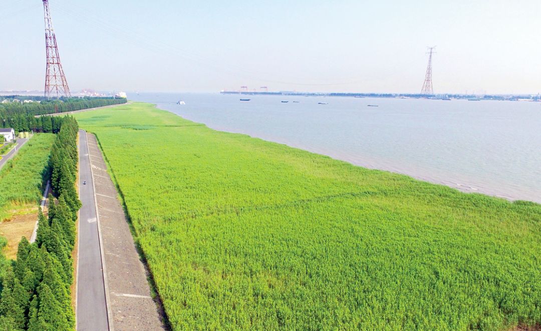 江阴长江之星农业湿地生态园,江阴利港黄丹村湿地保护区