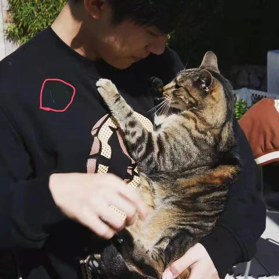 在路上捡回来的流浪猫给它洗澡,救助的流浪猫生病自己无能为力