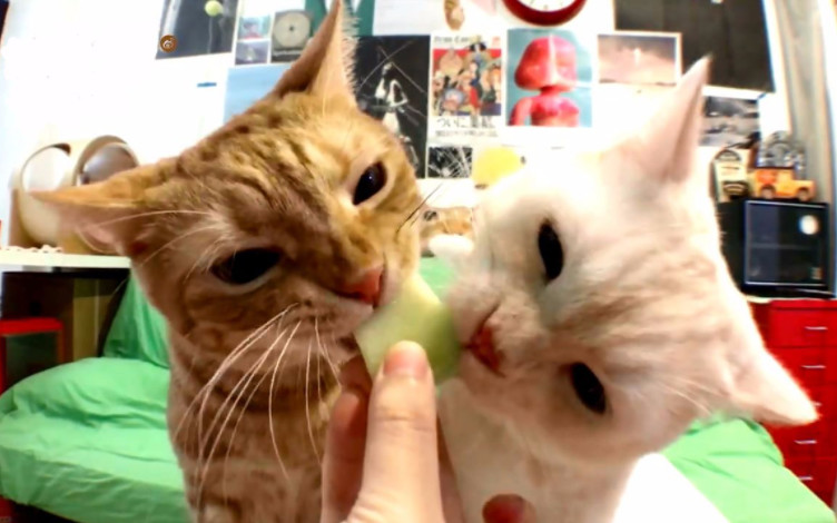 猫咪没病就挑食强行喂,猫咪该怎么喂食更健康