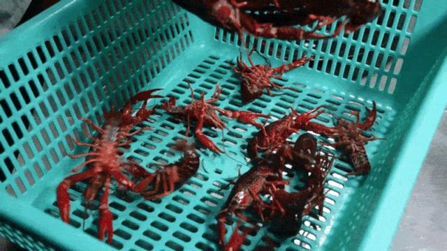 大连这家店两人一锅吃到撑,吃完虾还能涮火锅!这是什么操作?