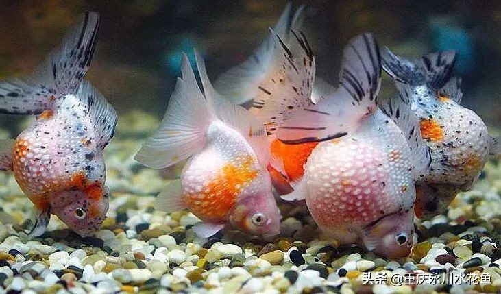 十大最好看的观赏鱼,观赏鱼100种形态