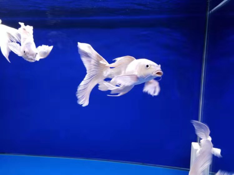 适合懒人养的冷水鱼锦鲤,锦鲤空气缸怎么养详细介绍科普