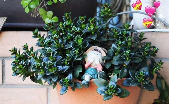 盆栽花发蔫什么原因,买回来的花很快就蔫的原因