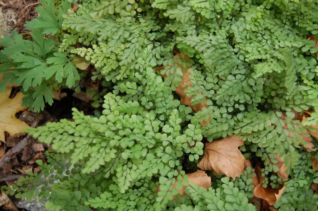 盆栽铁线蕨为啥买回家养一周叶子就蔫，北方暖房养护咋办？