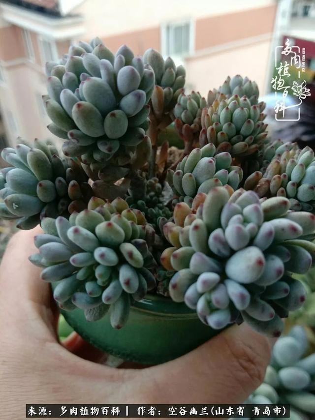 多肉最美的时光,多肉惊艳我的时光