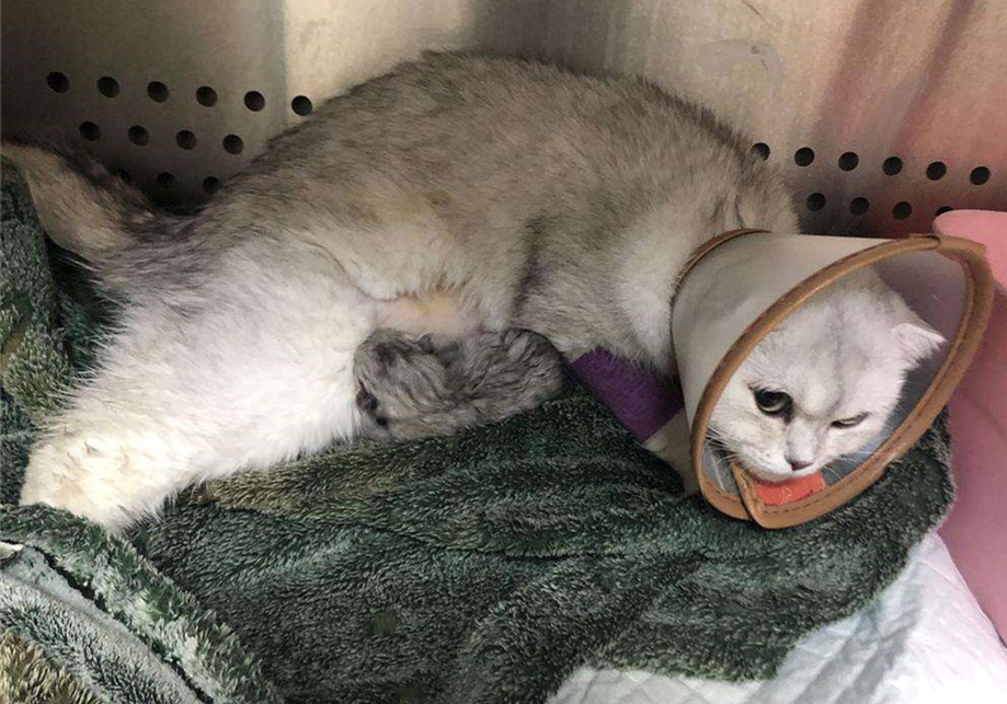 铲屎官用风油精对猫咪有什么影响,抽烟会不会导致猫咪得猫鼻支