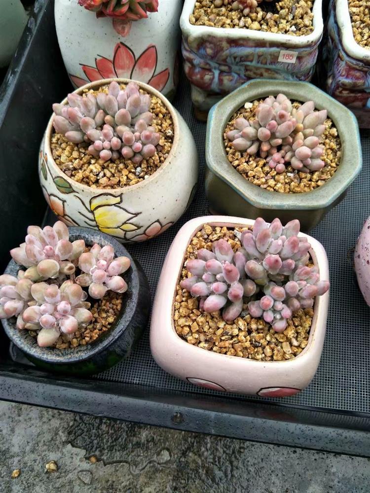 多肉植物淋雨怎么护理图片,多肉怎么拯救