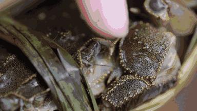 吃蟹赏景就在阳澄湖你准备好了吗,秋季阳澄湖吃蟹