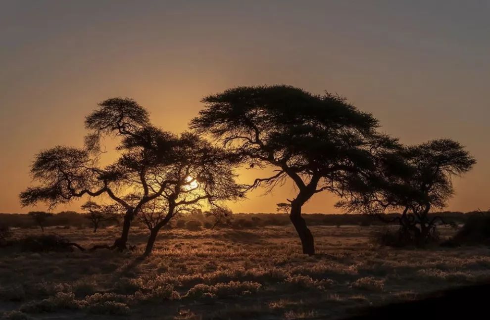 非洲猎游全攻略，让你分分钟玩转非洲草原