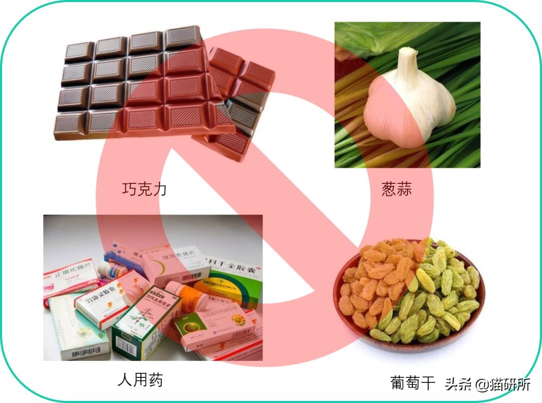 猫咪意外中毒怎么办,猫咪中毒怎么解救