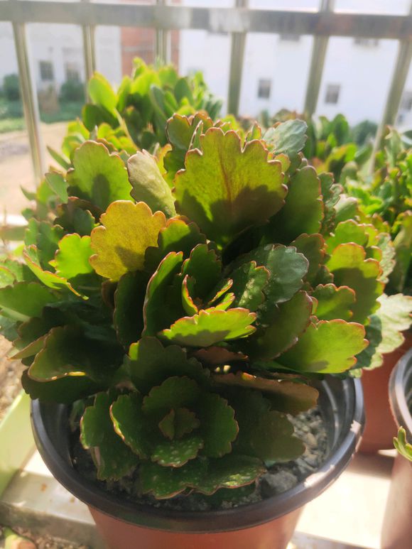 养花草叶子蔫了怎么办,养了3年的长寿花如何养护