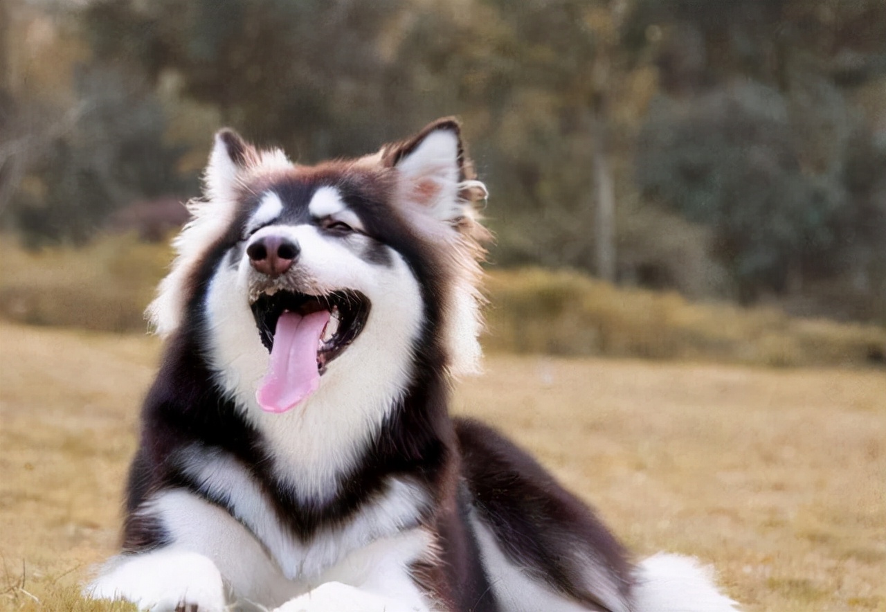 盘点10种脾气最好的狗,性格温和的狗有哪些