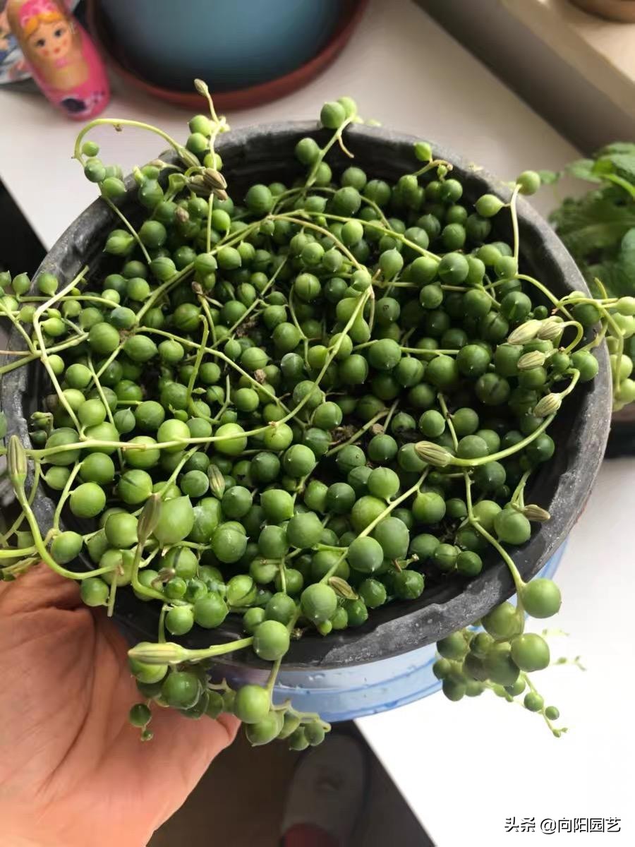 珍珠吊兰怎么养才能爆盆呢,珍珠吊兰怎么养才能更旺盛