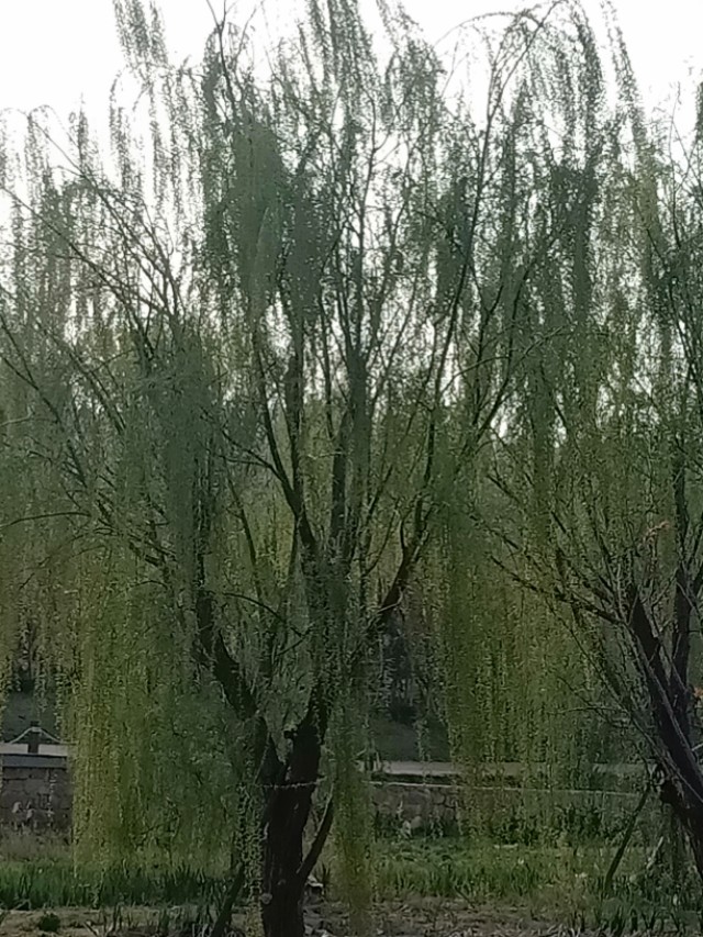 肝癌被称为癌中之王早期不易察觉,肝癌为什么不再是癌中之王