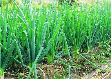 大葱干尖白点怎么治,大葱叶起白点怎么办