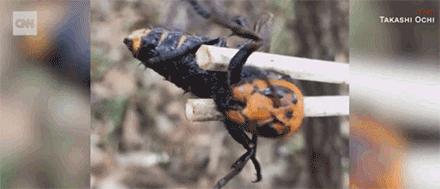 杀人蜂为什么那么可怕,杀人蜂到底有多厉害