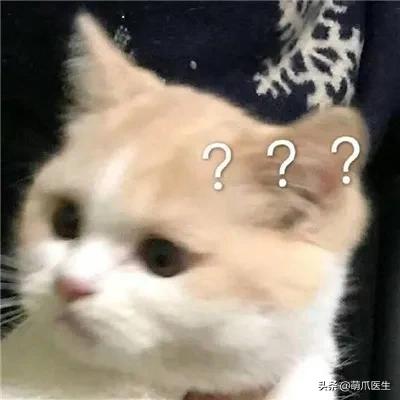 猫拉完屎还满屋疯跑？铲屎官：想当场自杀