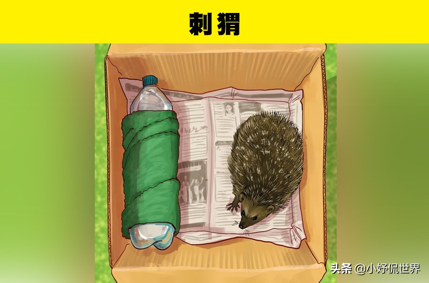 各种受伤处理方式,遇到野生动物受伤该怎么办