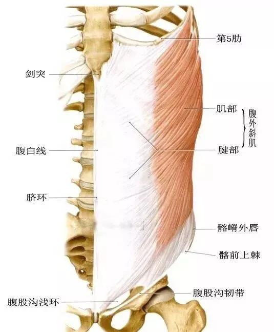 肌源性疼痛的症状,肌源性造成的腰疼