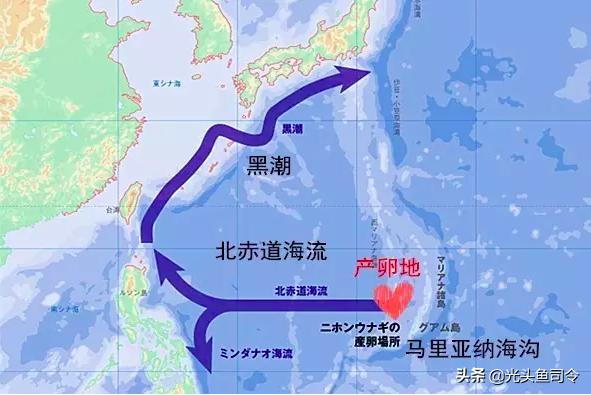 为什么鳗鱼产卵后就会死亡,鳗鱼产卵后为什么会死亡