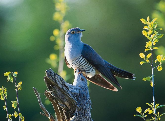 笠翁对韵国学经典21页,笠翁对韵经典篇章赏读