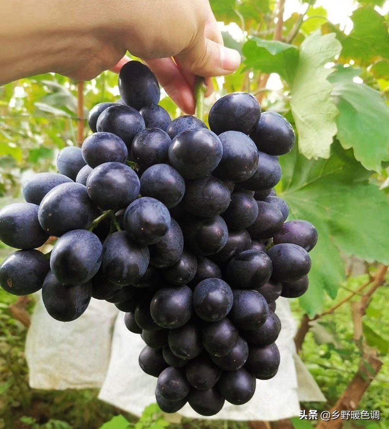 创业种葡萄一亩成本多少,农业种植致富项目葡萄