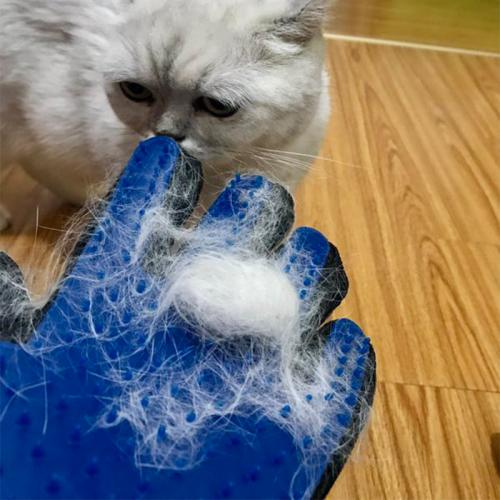 铲屎官该如何“拯救”猫咪乱尿,猫咪铲屎官的正确方法