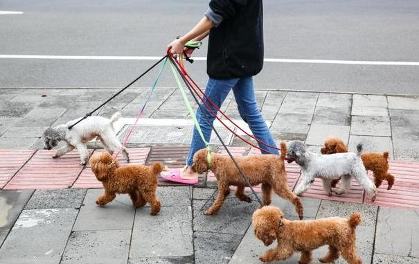 两天不遛狗对狗狗产生的影响,不带狗狗外出遛狗