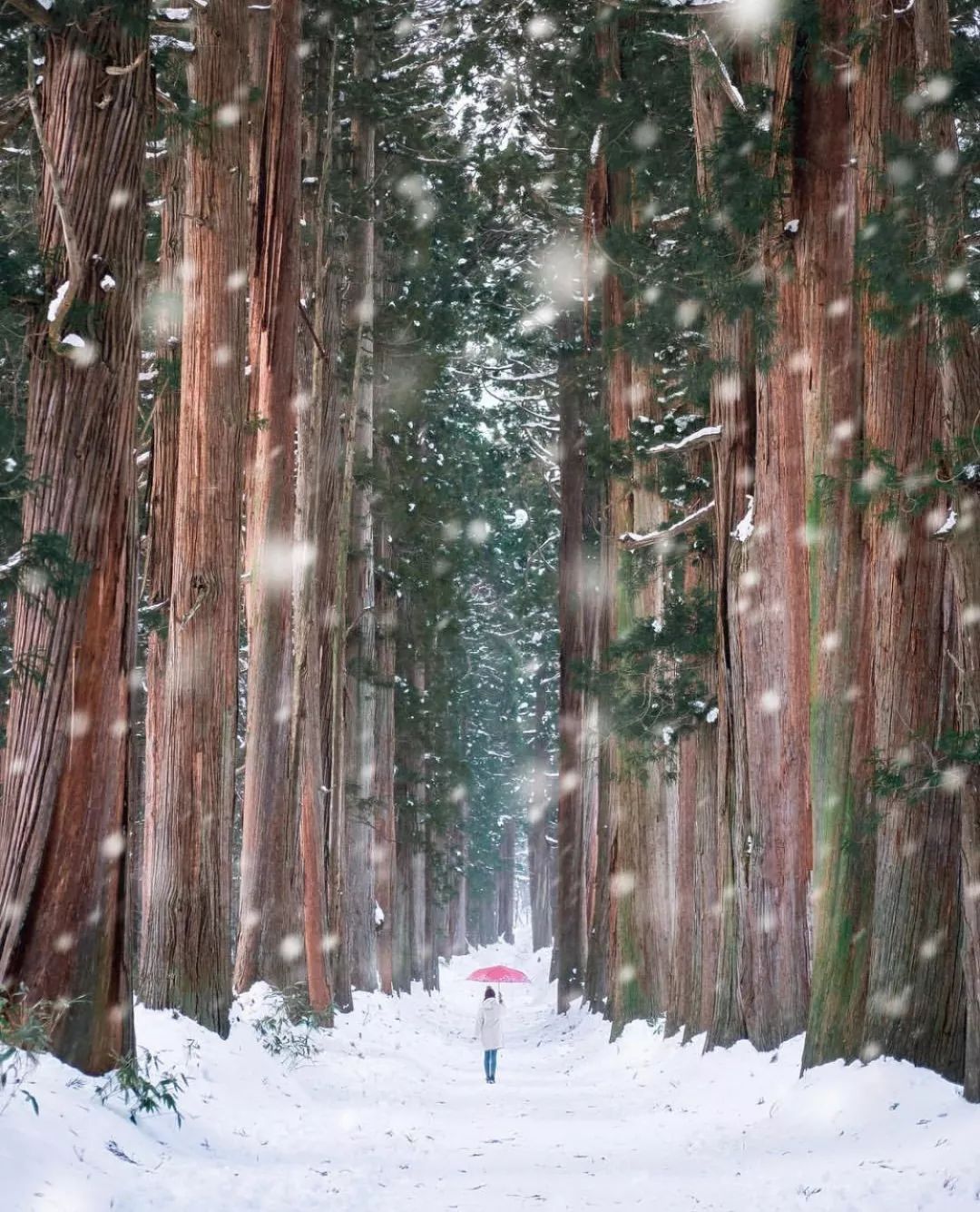 日本长野县旅行,日本长野赏樱旅游攻略