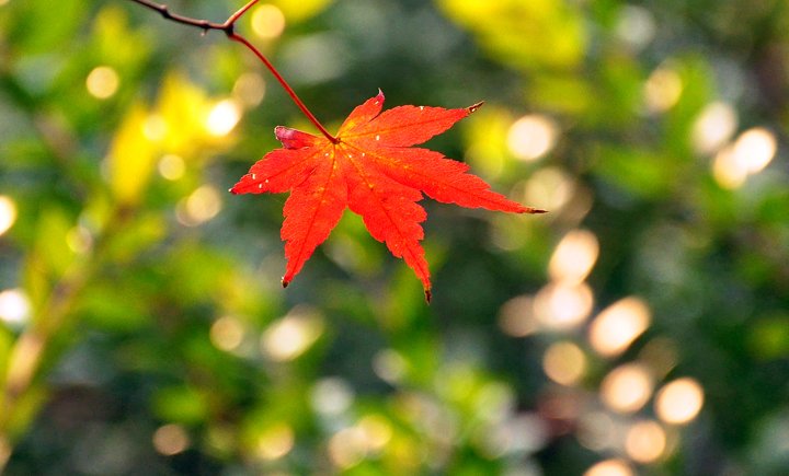 欧亨利最后一片叶子文章,最后一片树叶欧亨利带来的启示