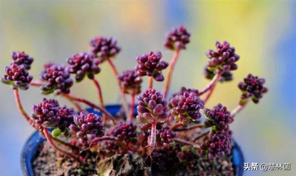 不同的多肉配不同的土，多肉配土秘籍大全