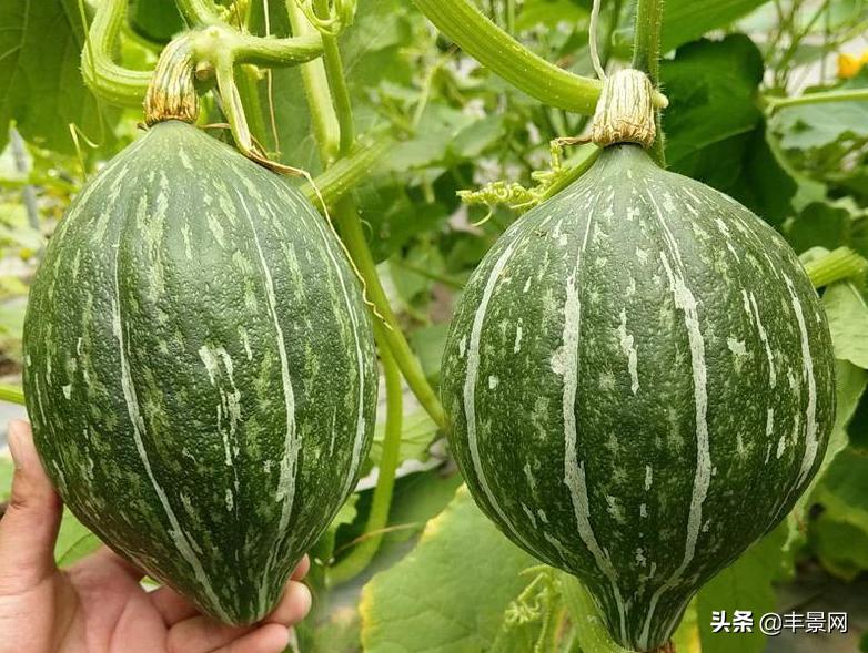 生长期短，收益高，这款农产品可是不容错过的“潜力股”