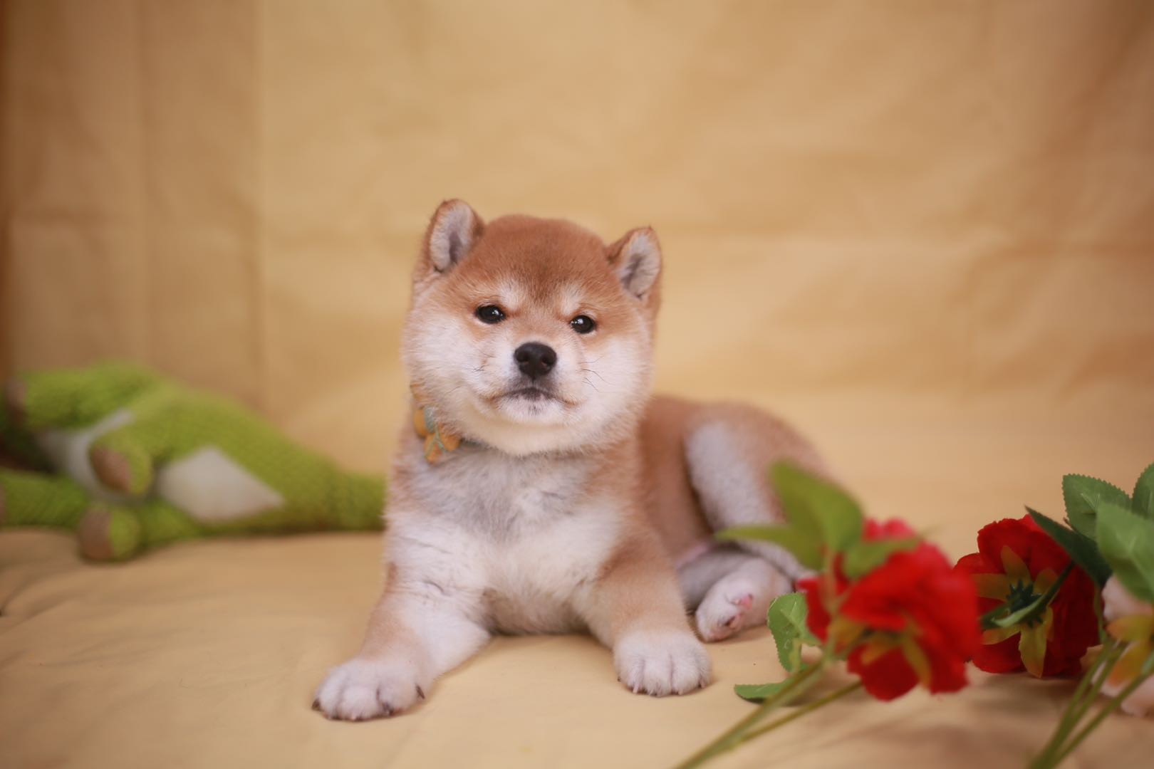 网上买柴犬靠谱吗,如何线上找柴犬犬舍