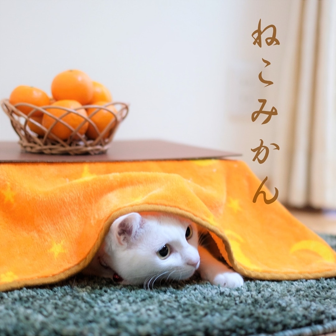 日本网店出奇招拉生意，橘子箱可变成猫用被炉，引得猫奴买箱还橘