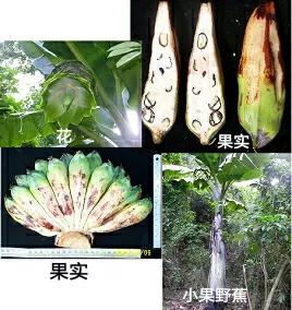 各种蔬菜水果祖先的样子,各种蔬菜祖先