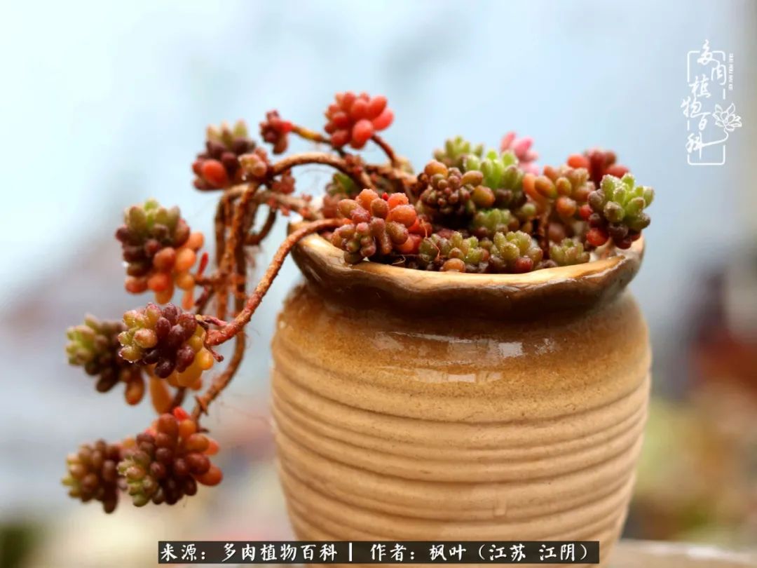 春有约,花不误,多肉与春天有个约会