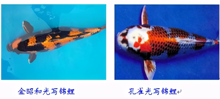 锦鲤鱼怎么养放盐吗,锦鲤用盐浓度