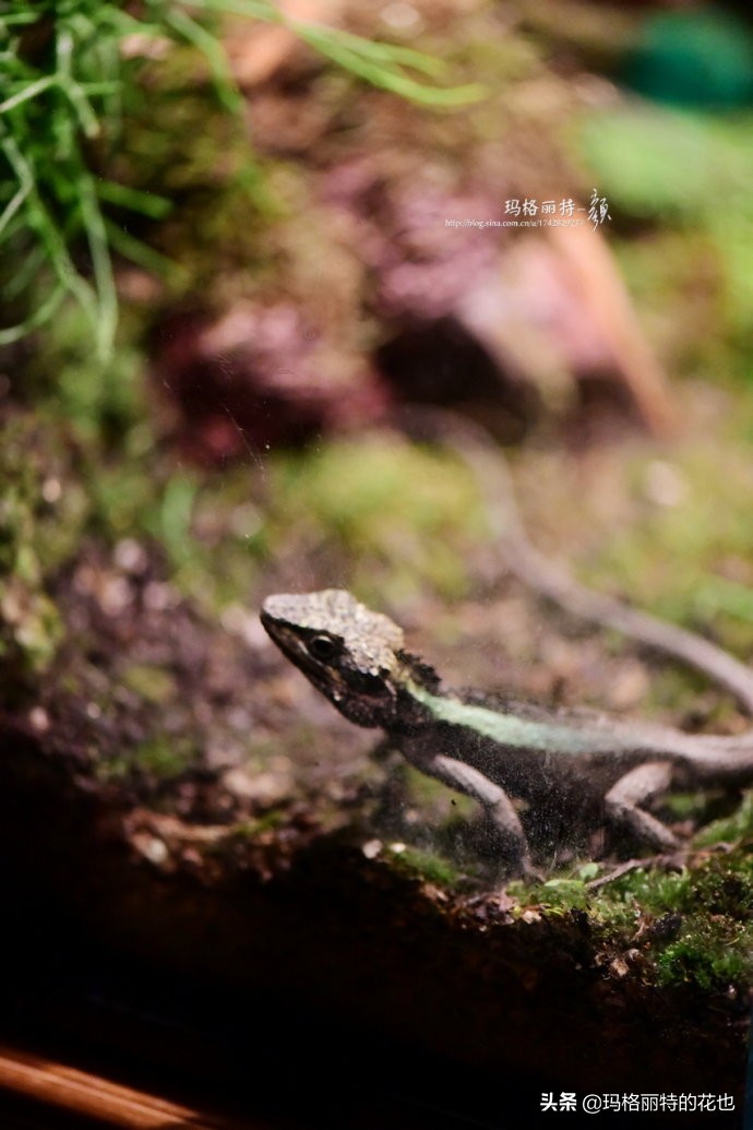 雨林缸可以养的蜥蜴,鱼缸改造封闭式雨林缸养蜥蜴