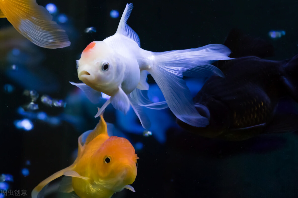 冬天养金鱼的正确方法,冬季鱼缸养金鱼