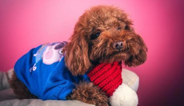 如果你想养动物怎么养,如果你想养小狗理由是什么