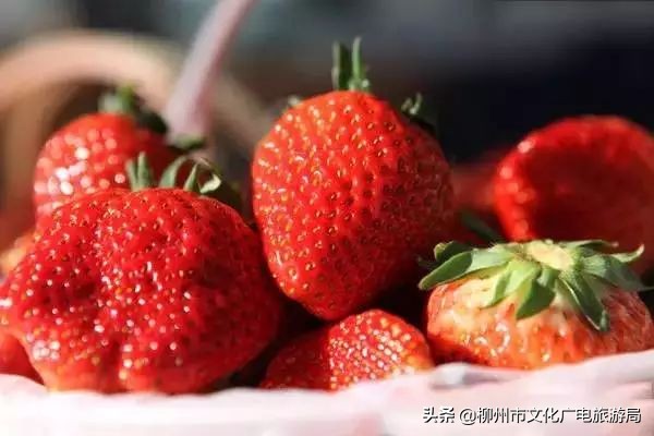 柳州草莓采摘园附近最近地方,柳州附近摘草莓好玩的地方