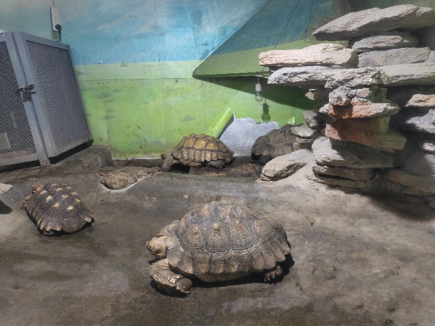 成都动物园免费预约,成都动物园视频全景