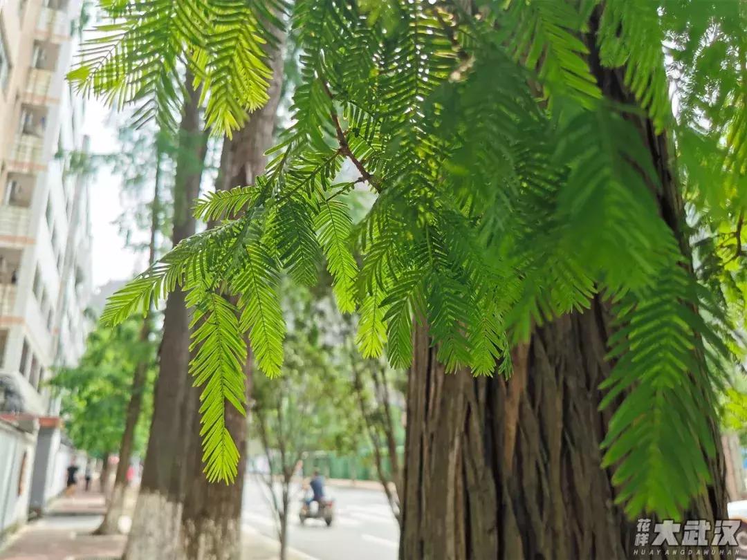 武汉科技大学的机械学院,武汉科技大学医学院和临床学院