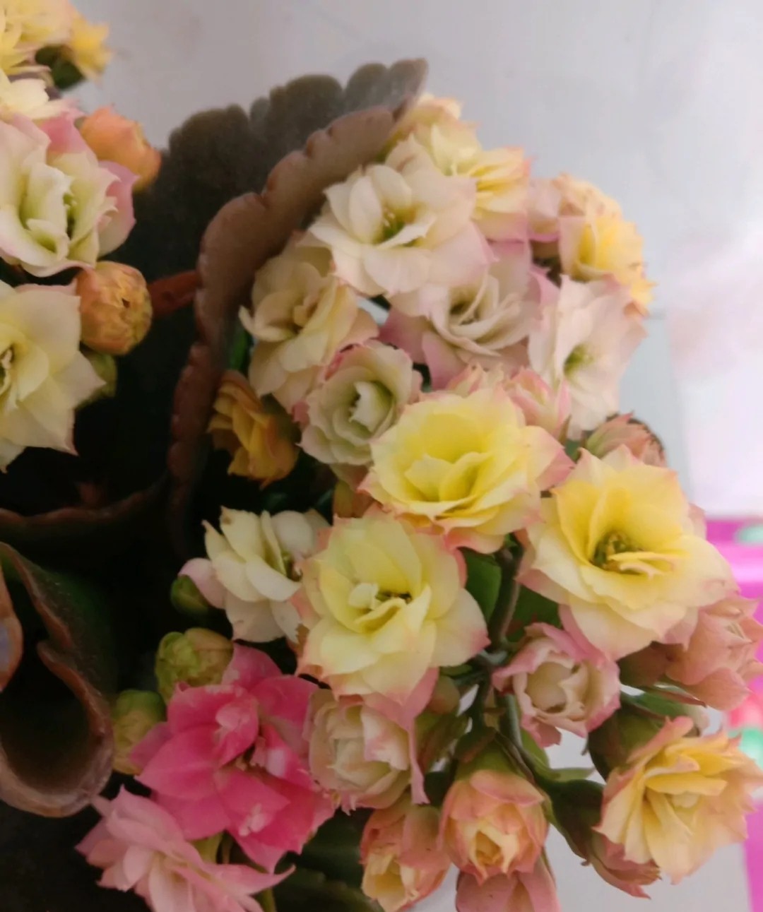 单瓣长寿花品种大全图,长寿花单瓣最好看的品种