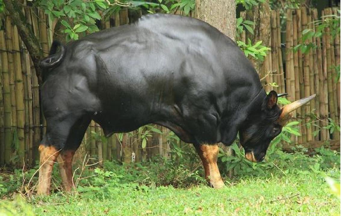 牛为什么只吃草就有一身肌肉,为什么牛光吃草就能长出一身肌肉