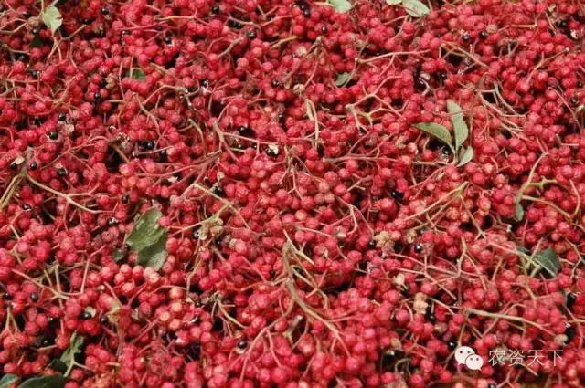 种什么赚钱多利润大,种什么能赚钱